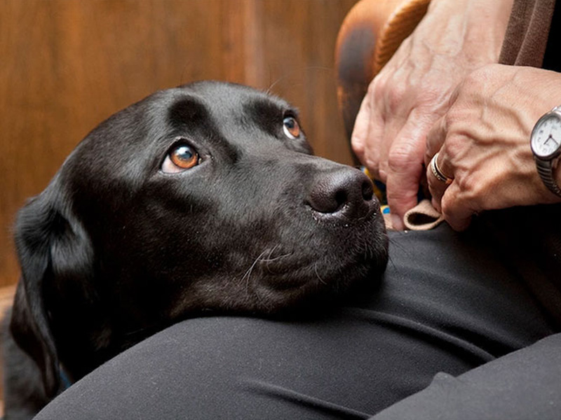Як собака виявляє свою любов до господаря